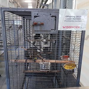 Luzon tarictic hornbill youngsters