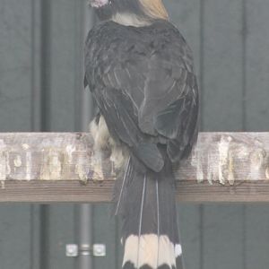 Luzon tarictic hornbill