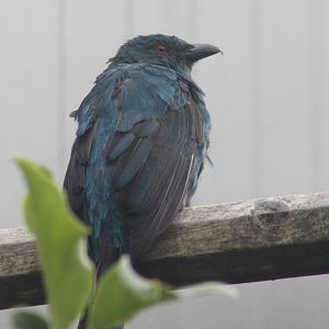 Fairy bluebird