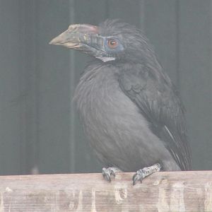 Luzon tarictic hornbill