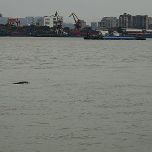 Yangtze finless porpoise (Neophocaena asiaeorientalis)