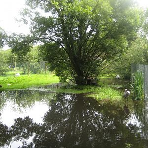 Vogelpark Niendorf - Common crane exhibit