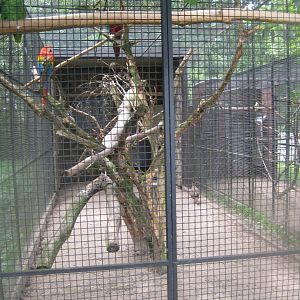 Vogelpark Niendorf - Scarlet macaw aviary