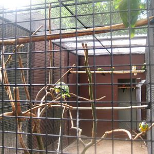 Vogelpark Niendorf - Amazon parrot/conure aviary