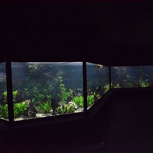 Electric eel tank