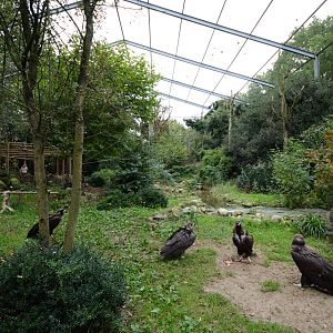 Cinereous vulture aviary