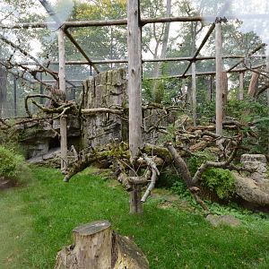 Clouded leopard enclosure