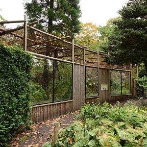 Yellow-throated marten enclosure