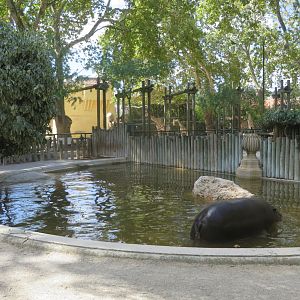 Pygmy hippo enclosure