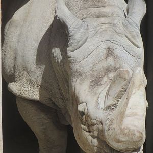 Rhino bull