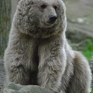 Syrian brown bear - 25.09.2017