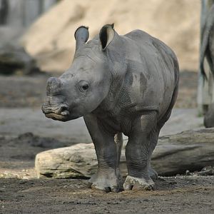 Southern white rhino calf - 25.09.2017
