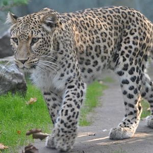 Persian leopard - 25.09.2017