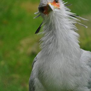 Secretary bird - 25.09.2017