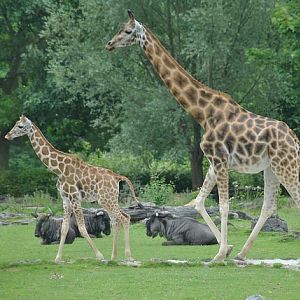 Rothschild´s giraffe