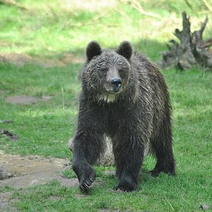 European brown bear