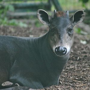 Yellow-backed duiker
