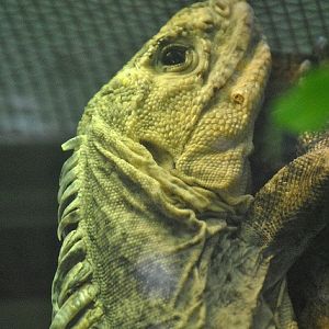 Utila iguana
