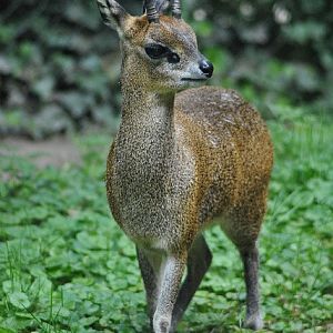 Klipspringer