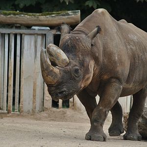 Southern black rhino