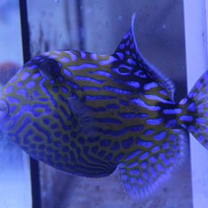 Jigsaw triggerfish - Pseudobalistes fuscus