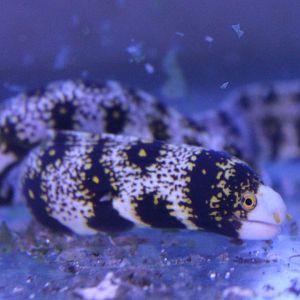 Echidna nebulosa - Star morey-eel