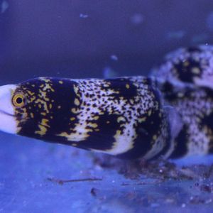 Echidna nebulosa - Star morey-eel