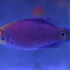 Pseudocheillinus ocellatus