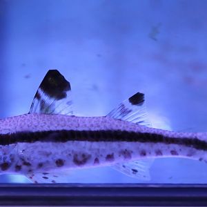 Freckled goatfish - Unpeneus tragula.
