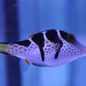 Valentine's puffer - Cathigaster valentini