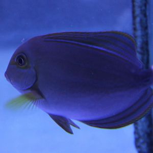 Yellowfin surgeonfish - Acanthurus xanthopterus