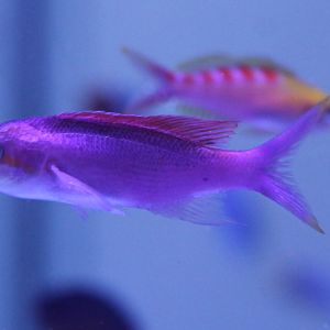 Anthias ID