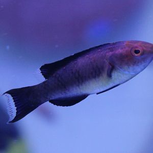 Fish ID - Saltwater