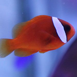 Amphiprion frenatus - Red anemonefish