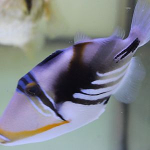 Picasso triggerfish - Rhinecanthus aculeatus