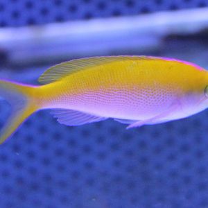 Anthias ID