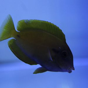 Surgeonfish ID