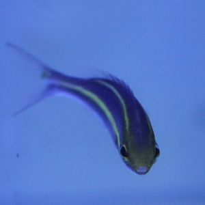 Purple Scolopsis (Pentapodus emeryii)