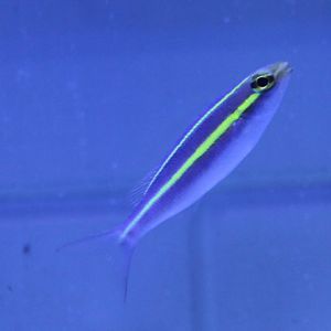 Purple Scolopsis (Pentapodus emeryii)