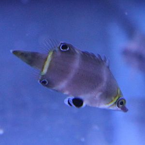 Wetmorella albofasciata