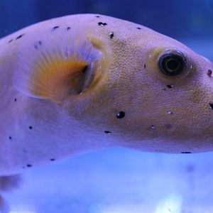 Golden puffer - Arothron nigropunctatus