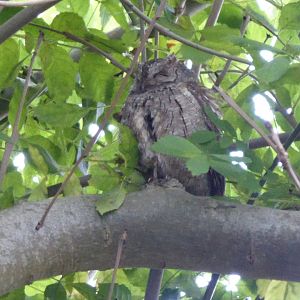 European Scops Owl (Otus scops) in Ryhope Village Dene, Co. Durham - 05/10/2017