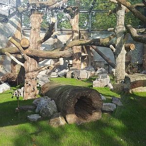 New enclosure for Persian leopards - 25.09.2017