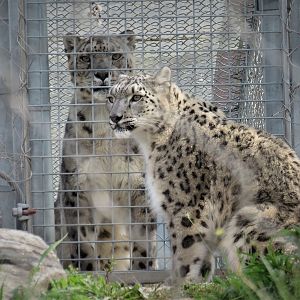 Snow Leopard pair
