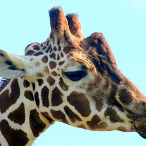 Reticulated giraffe; Whipsnade; 6th October 2017