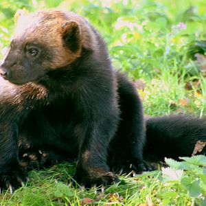 Wolverine; Whipsnade; 6th October 2017