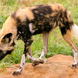 African hunting dog; Whipsnade; 6th October 2017