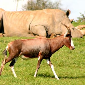 Blesbok (with white rhino); Whipsnade; 6th October 2017