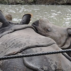 Indian Rhino - Asha and Nandu