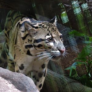 Clouded Leopard - Mingma